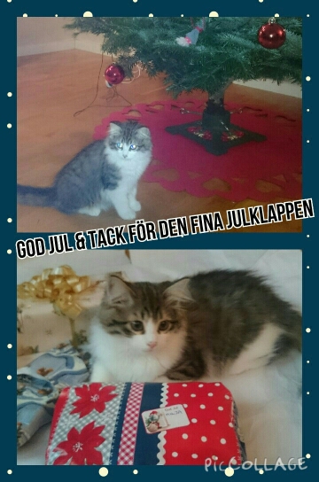 sibirisk kattunge Valentine