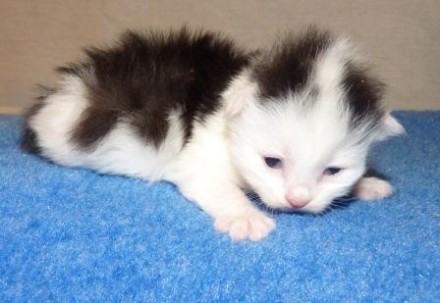 sibirisk katt