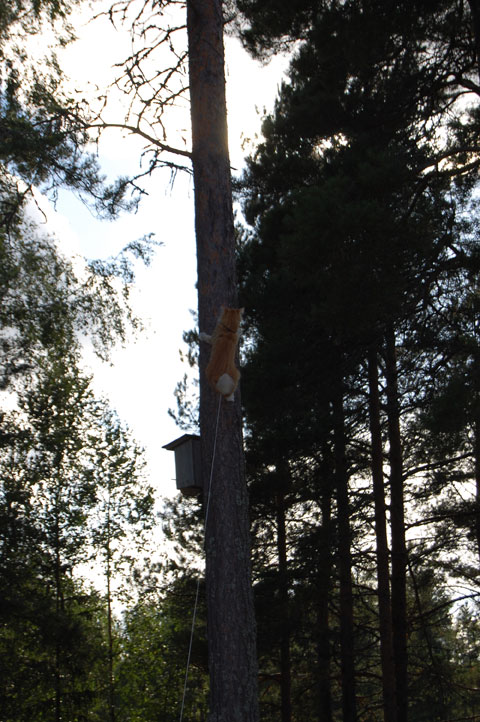 Jonskär