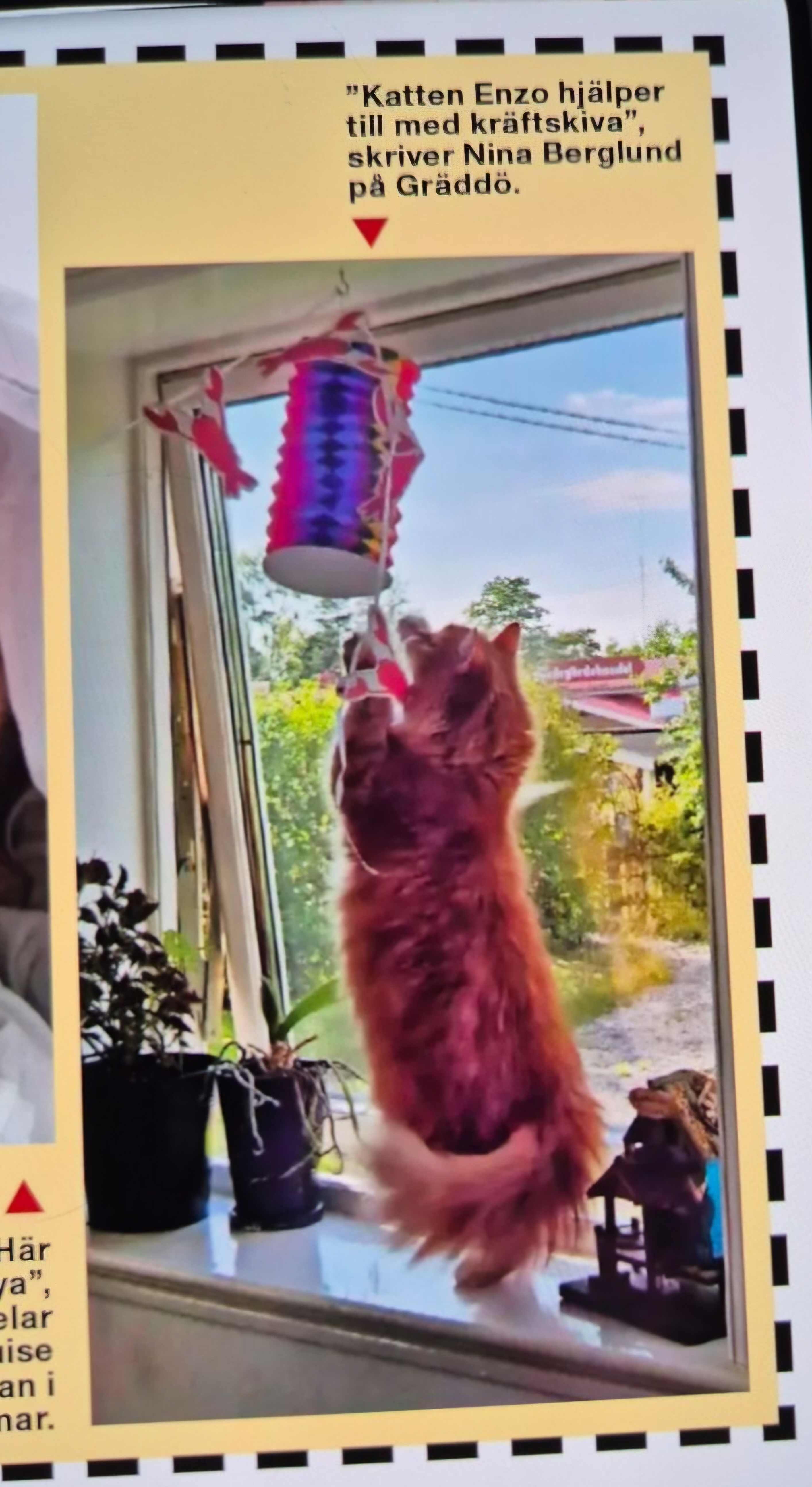 Sibirisk kattFerrari