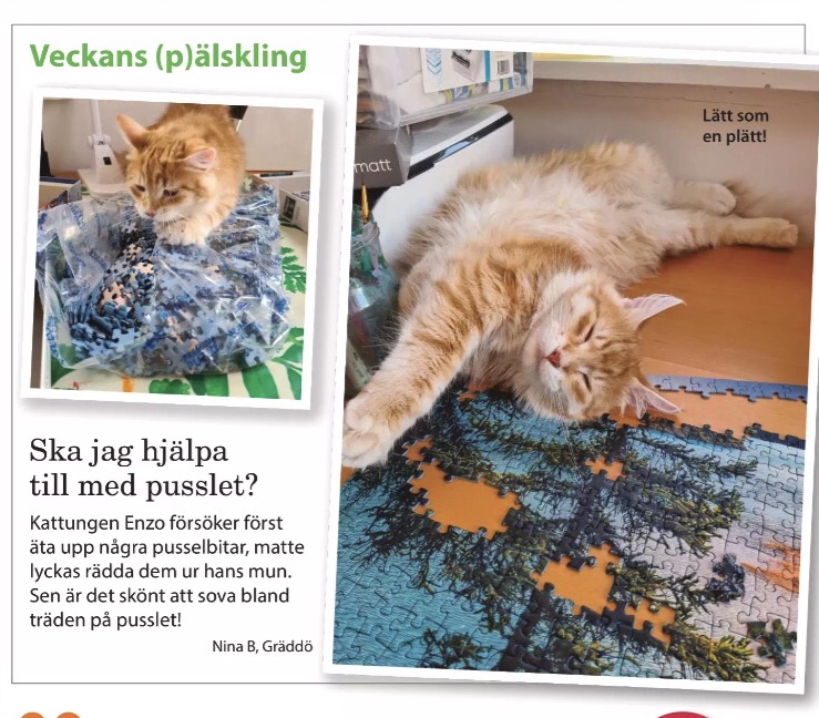 Sibirisk katt Ferrari