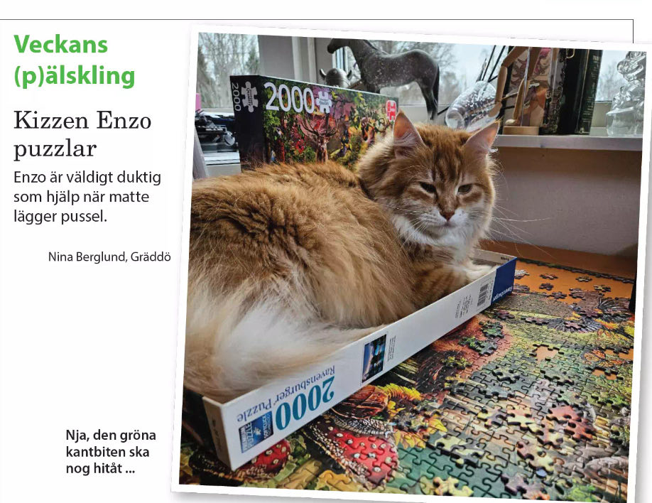 Sibirisk katt Ferrari