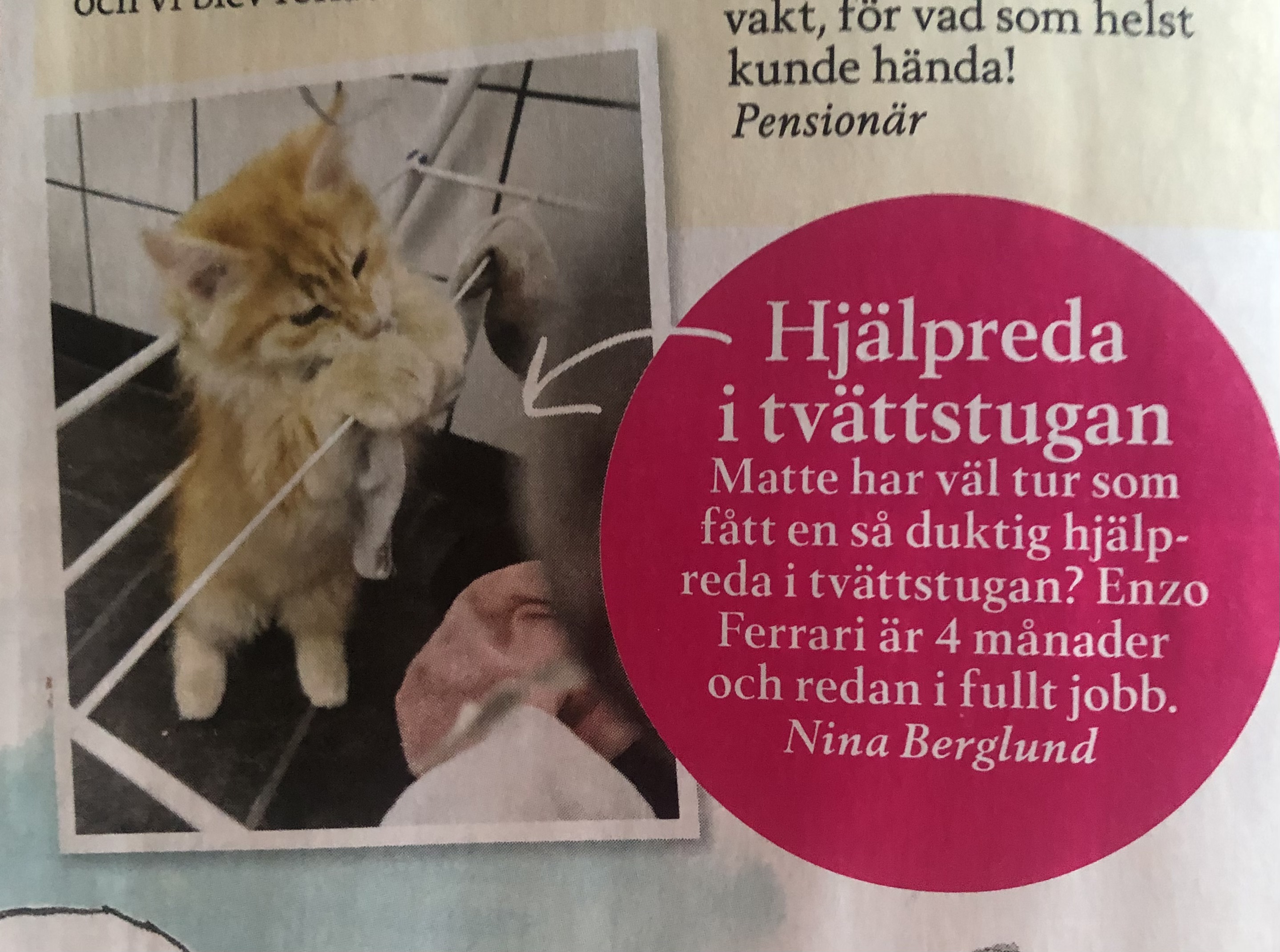 Sibirisk katt Ferrari