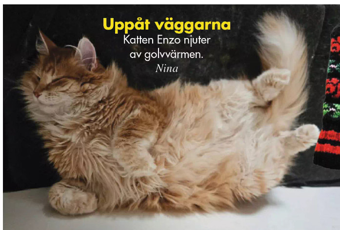 Sibirisk katt Metis