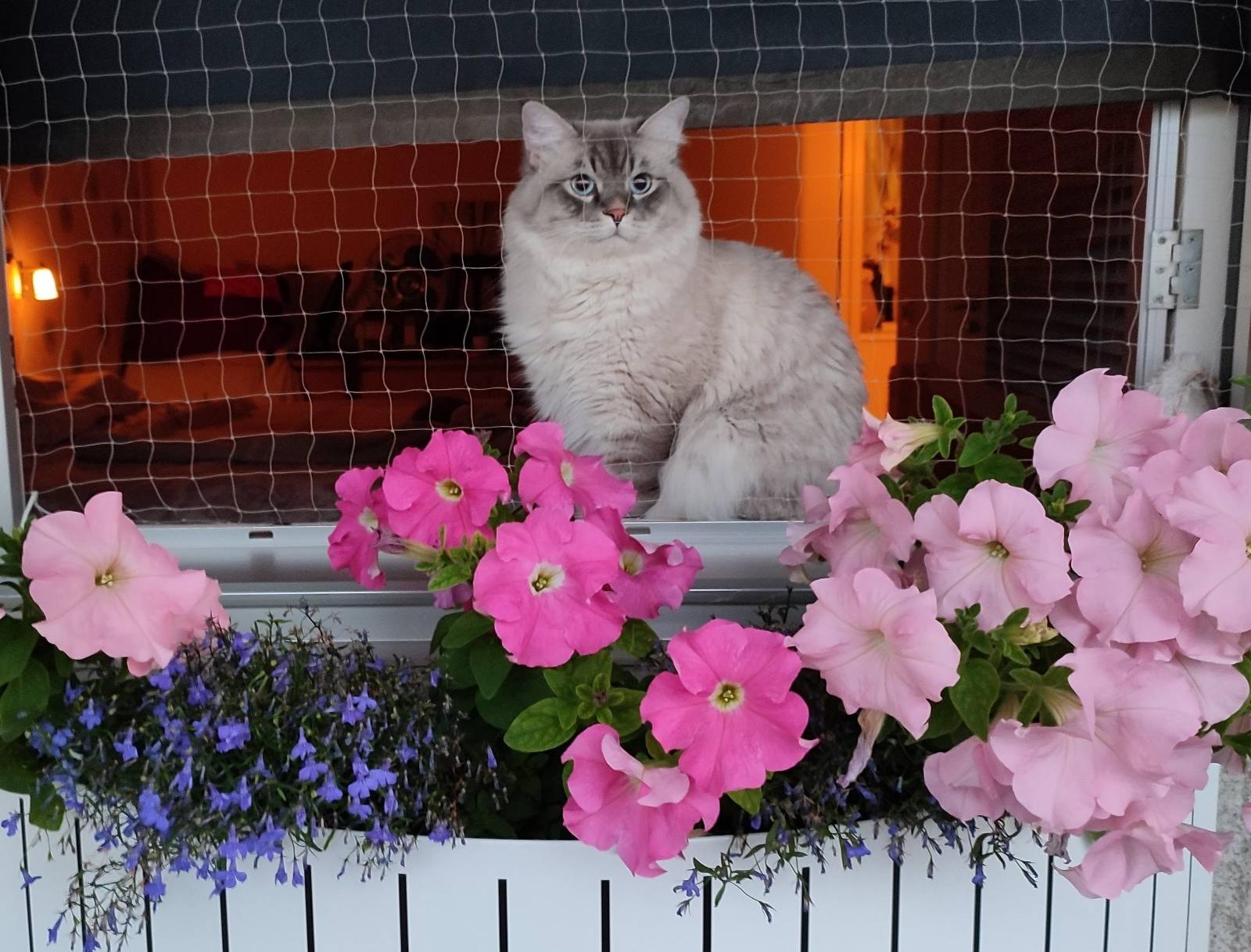 Neva Masquerade katt Filip