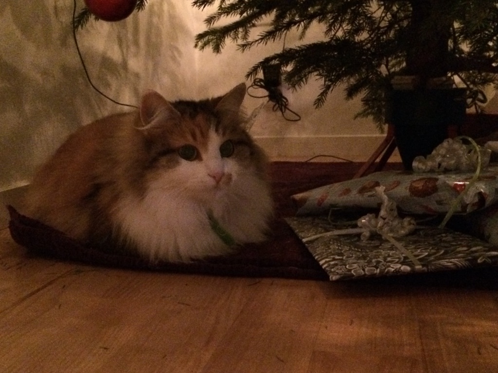 sibirisk katt Gaia