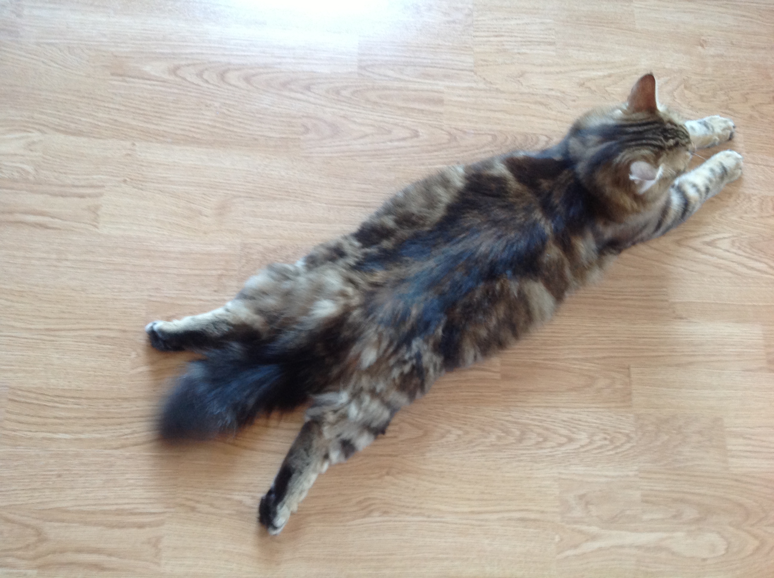 sibirisk katt Yukos
