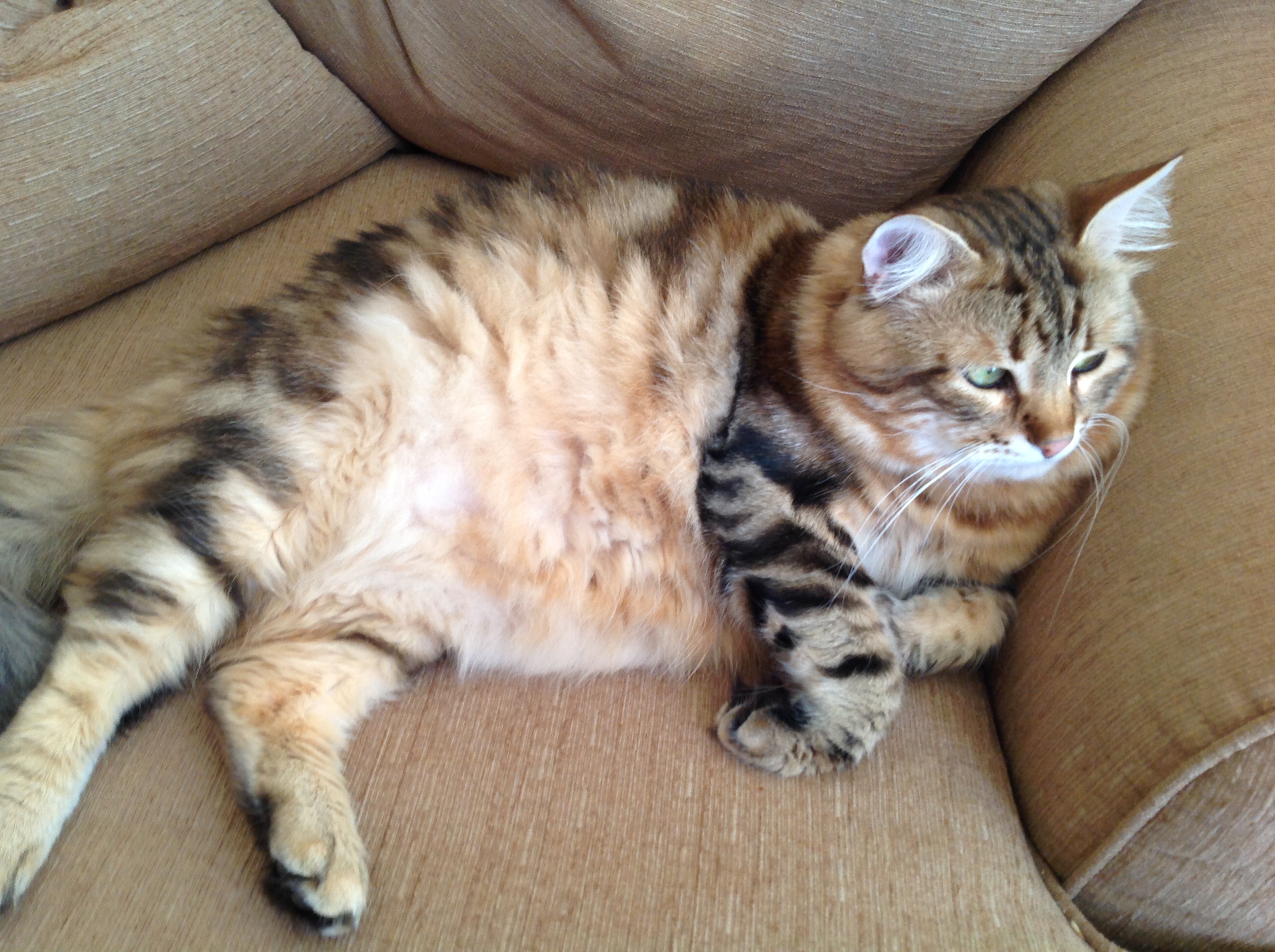 sibirisk katt Yukos
