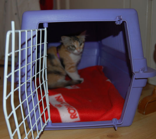 sibirsk katt